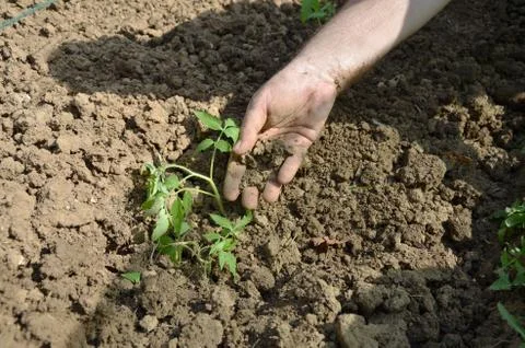 Hand while planting tomato Stock Photos