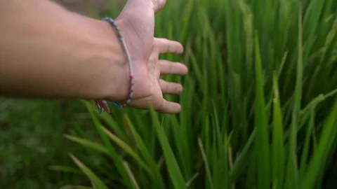 Hand while walking through a wheat field Stock Footage 93781814
