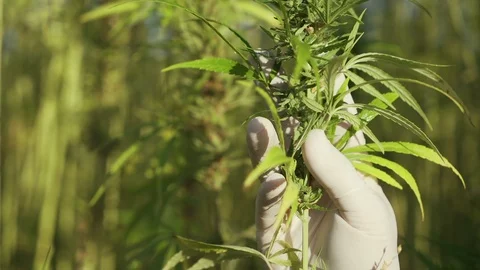 Hand with white glove checking Big Hemp Plant in sunny day. Stock Footage 115840618