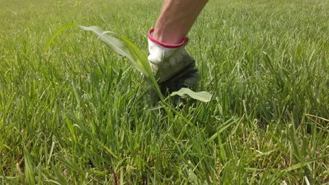 Hand with White Glove Pulling Weed Out of a Green Garden Stock Footage 131264308