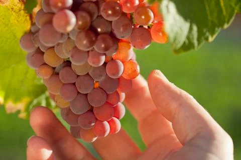 Hand of winemaker controlling the grapes in a vineyard Stock Photos