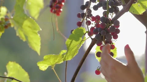 The hand of the winemaker cuts with scissors ripe, organic vine, harvest 動画素材 94922324