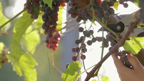 The hand of the winemaker cuts with scissors ripe, organic vine, harvest Vídeos de archivo 94922750