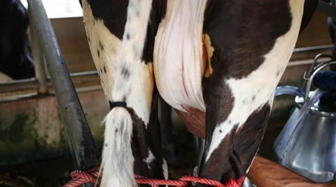 Hand wipes to milking cows 스톡 동영상 67462671