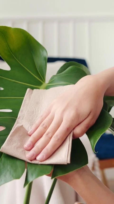 Hand wiping a large monstera leaf with a cloth indoors, highlighting plant 動画素材 315093682