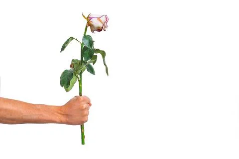 Hand with withered rose on white background. Disappointment or fail in love Stock Photos
