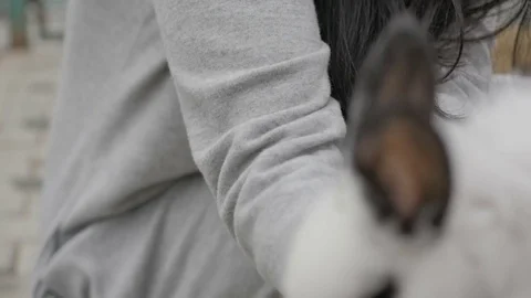 Hand of woman with hare Stock Footage 75657211