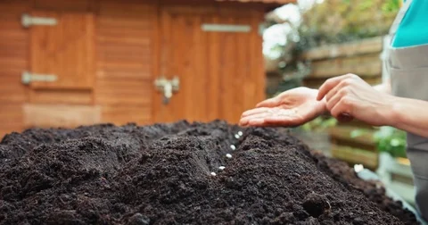 Hand of woman planting bean seeds to soil in the garden. Dolly shot Stock Footage
