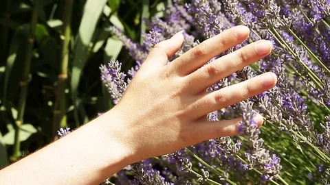 Hand of a woman touching a lavender Stock Footage 80221885