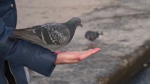 The hand of a woman on which a pigeon walks Stock Footage