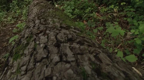 Hand woodworking Video stock 61470026