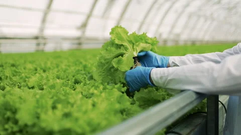 Hand of Worker Examining Green Herbs in Greenhouse Close-Up Stock Footage 284858098