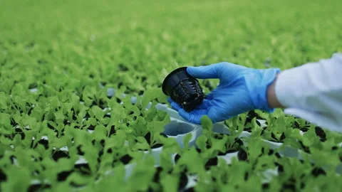 Hand of Worker Inspecting Lettuce Growth in Greenhouse Stock Footage 284858260