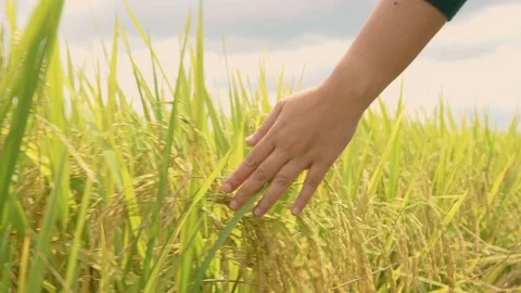 Hand on yellow and green paddy rice grain field with green leaf in the day time. Stock Footage