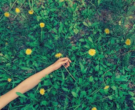Hand with yellow dandelion Stock Photos