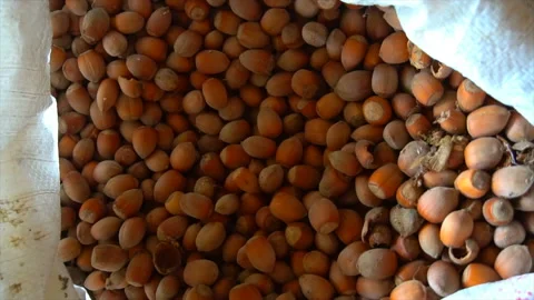 Hand of a young man sorting through hazelnuts in a bag Stock-Footage 94233975