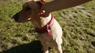 Hand Young Man Stroke Happy Dog Labrador Golden Outdoor At Park Mammal Animal Stock Footage