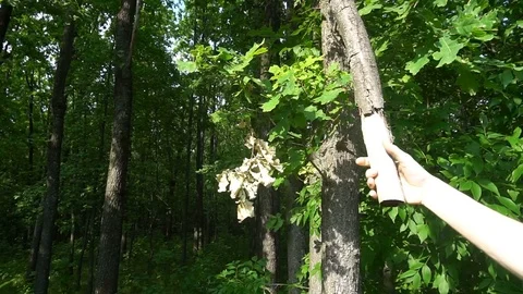 Hand of a young man trying to tear dry branch fire pit Video stock 77154717
