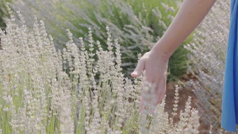 Hand of young woman touching lavender flowers at summer sunset, slow motion Stock Footage 201553353