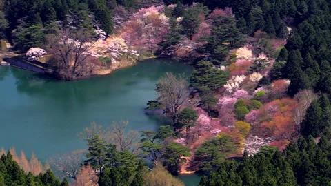Handa Mountain Nature Park Cherry Blossoms Stock Footage 332200951