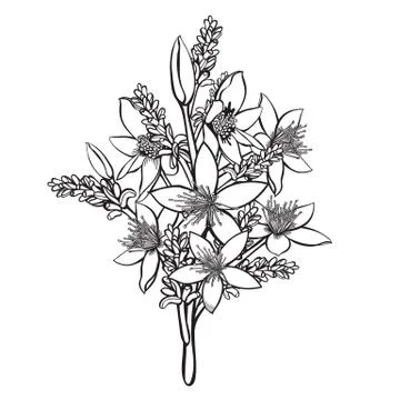 Handdrawn  Starflower Vector Illustration Illustrazione stock
