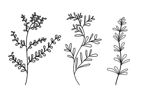 Handdrawn tree brunch natural leafs in black lined sketch, Abstract leaf de.. Stock Illustration