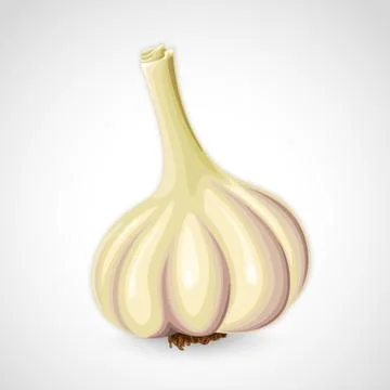 Handdrawn vector garlic Stock Illustration