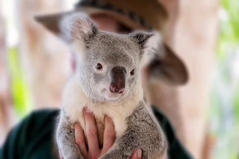 A Handful Of Australian Koala Stock Photos
