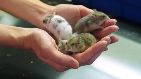 Handful of baby hamsters Stock Video Pond5