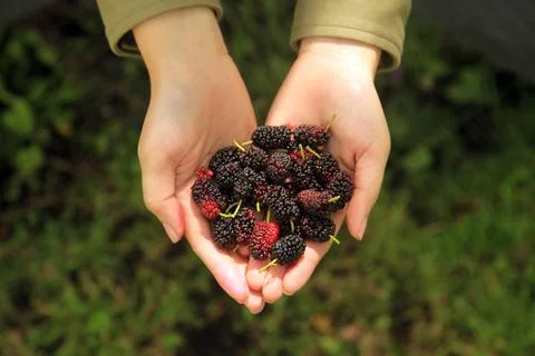 Handful of Berries Stock Illustration