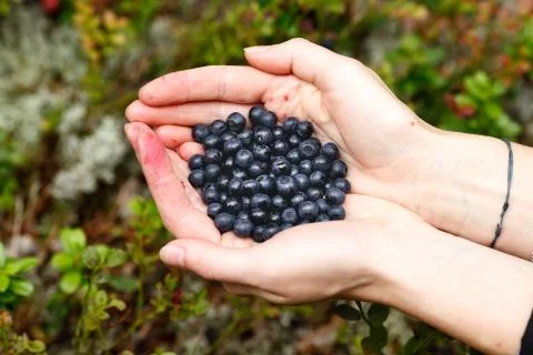Handful of bilberries Fotos Stock