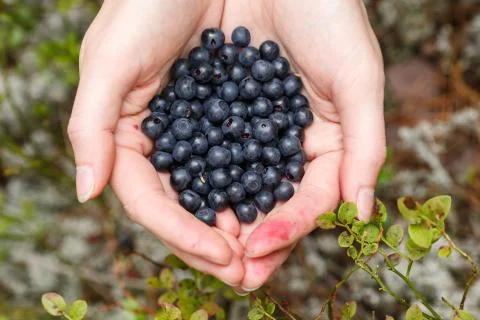 Handful of bilberries Stock Photos