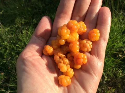 A handful of cloudberry Stock Photos