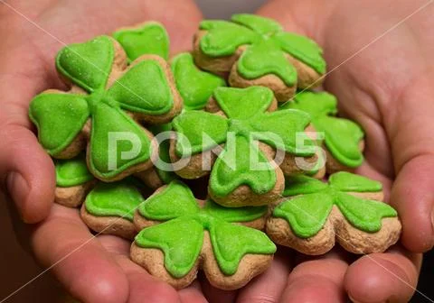 Handful of cookies clover leaf green mastic in hands close-up treats feast Sa Stock Photos