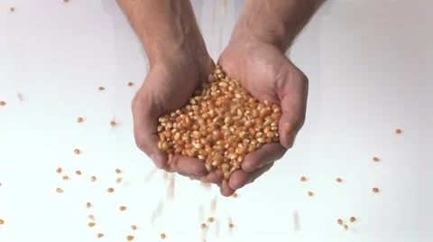 Handful of corn Video stock 11611345
