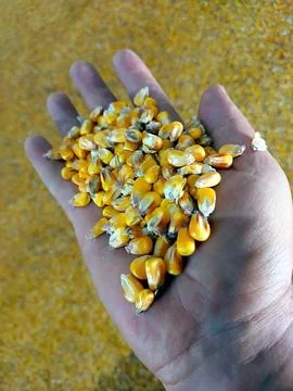 Handful of Corn Grain Showcasing Natural Agricultural Product From Harvest .. Stock Photos