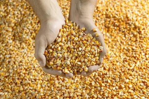 Handful of corn grains Stock Photos