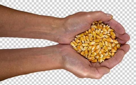 A handful of corn on a transparent background. Stock Photos