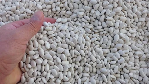 A handful of dried beans, a hand grasping the beans, a large amount of dried  Stock Footage 162119660