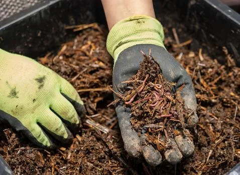 A handful of earthworms. Stockfoto's