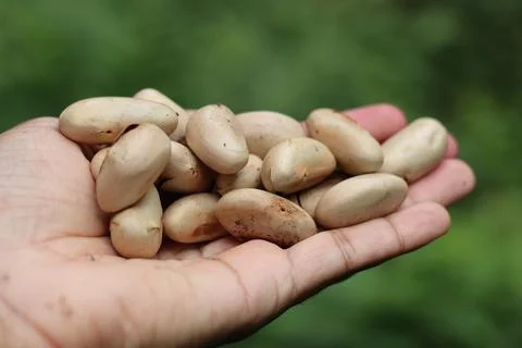 Handful of fresh jackfruit seed held in hand against natural green background Stock Photos