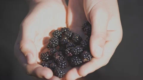 A handful of freshly picked blackberries Stock Footage 231668449