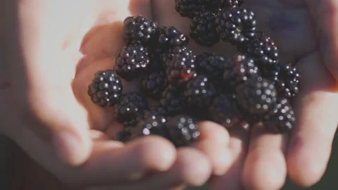 A handful of freshly picked blackberries Stock Footage 231668541