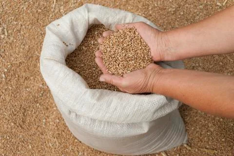 Handful of grains of wheat on the palms. Stock Photos