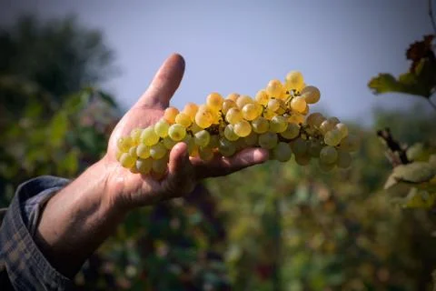 Handful grapes Foto stock