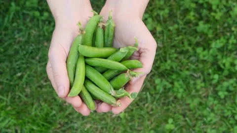 Handful of green beans, close-up. Organic farming concept. Видео 201712436