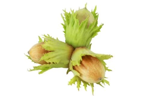 Handful of hazelnuts Stock Photos