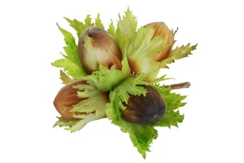 Handful of hazelnuts Stockfoto's