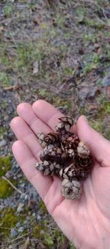 Handful of miniature tiny cedar pine cones in hand holding in forest Stock Photos
