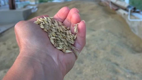 Handful of oat grain pouring down Stock Footage 156224104